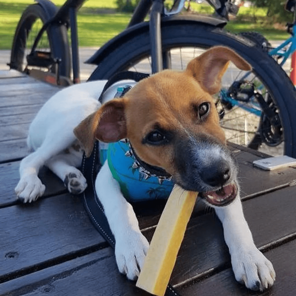 Organic & Long Lasting Himalayan Cheesy Milk Chews