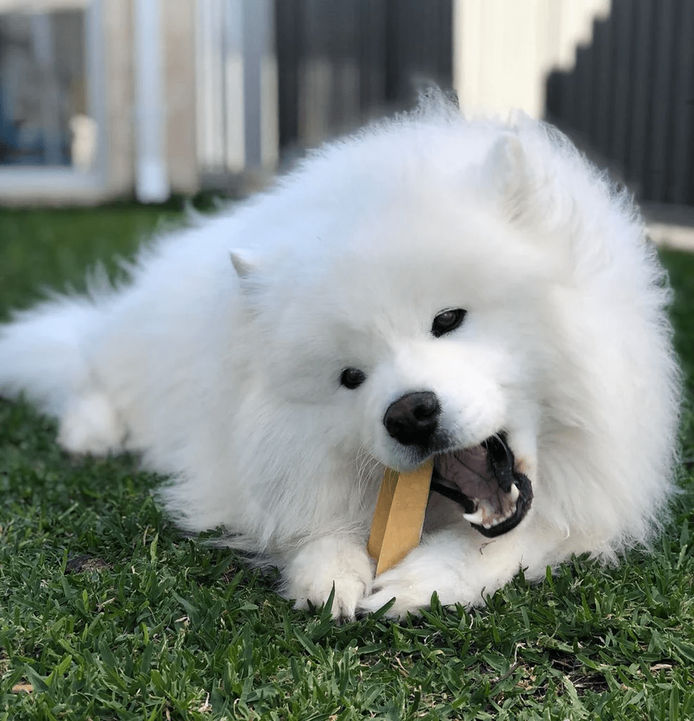 Organic & Long Lasting Himalayan Cheesy Milk Chews