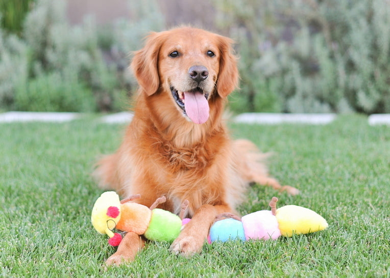 Zippy Paws Caterpillar w/ Squeakers Stuffing Free Dog Toy
