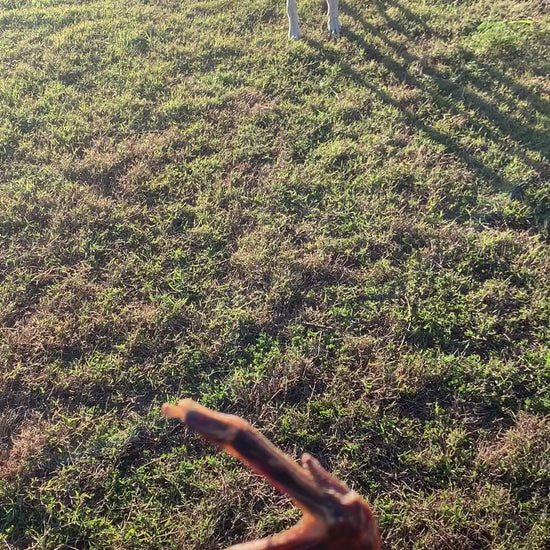duck wings dog chew treats