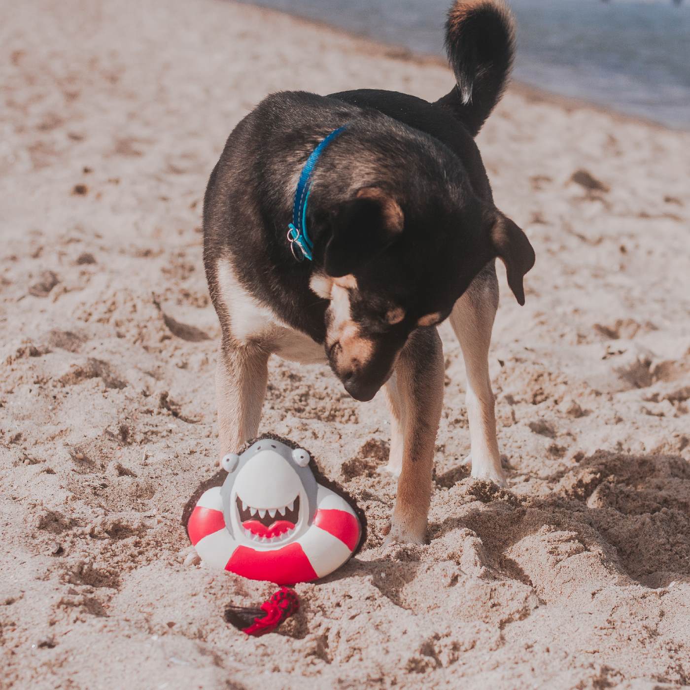 Max & Molly Squeaker Snuggles Dog Toy - Frenzy the Shark